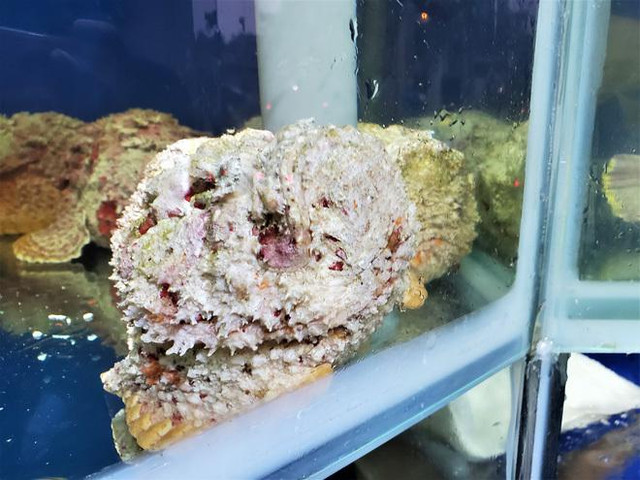 Đặc sản hung thần đại dương bay về Hà Nội giá 2 - 3 triệu đồng/kg - Hình 3 Dac san hung than dai duong bay ve Ha Noi gia 2 - 3 trieu dong/kg-Hinh-3