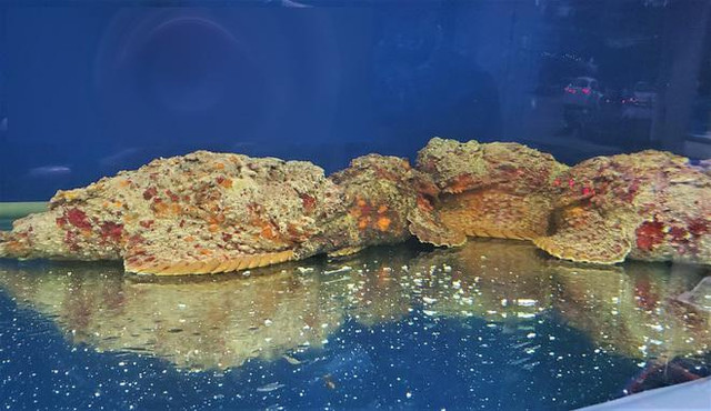Đặc sản hung thần đại dương bay về Hà Nội giá 2 - 3 triệu đồng/kg - Hình 4 Dac san hung than dai duong bay ve Ha Noi gia 2 - 3 trieu dong/kg-Hinh-4