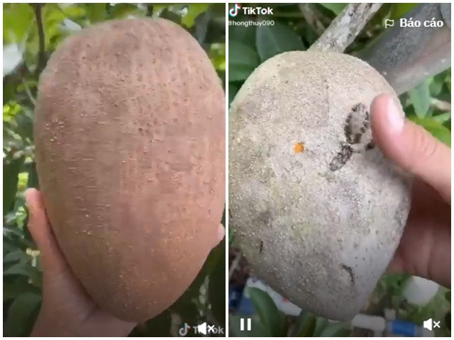 Bổ quả hồng xiêm siêu to khổng lồ, phần ruột khiến tất cả ngạc nhiên Bo qua hong xiem sieu to khong lo, phan ruot khien tat ca ngac nhien