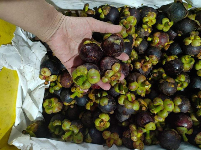 Măng cụt ngập chợ, cách chọn để 10 quả ngon ngọt cả 10 ảnh 3 Măng cụt ngập chợ, cách chọn để 10 quả ngon ngọt cả 10 ảnh 3