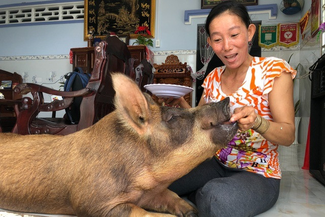 Chuyện lạ miền Tây: Chú heo thích ăn kẹo Chuyen la mien Tay: Chu heo thich an keo