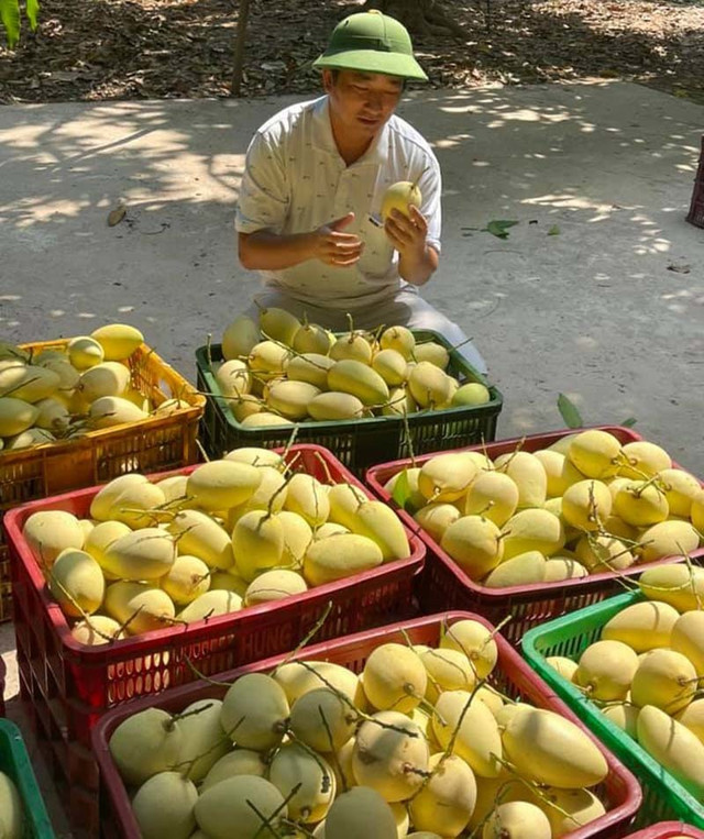 Xoài Việt dội chợ, giá rẻ hơn rau - Hình 3 Xoai Viet doi cho, gia re hon rau-Hinh-3