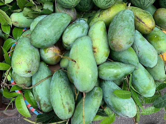 Xoài Việt dội chợ, giá rẻ hơn rau - Hình 2 Xoai Viet doi cho, gia re hon rau-Hinh-2