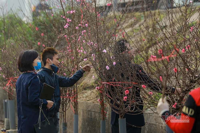 Đào Tết tăng giá hàng ngày Dao Tet tang gia hang ngay