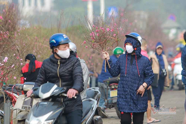 Đào Tết tăng giá hàng ngày - Hình 5 Dao Tet tang gia hang ngay-Hinh-5