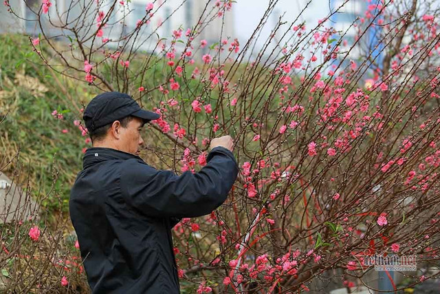 Đào Tết tăng giá hàng ngày - Hình 7 Dao Tet tang gia hang ngay-Hinh-7