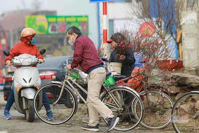 Đào Tết tăng giá hàng ngày - Hình 12 Dao Tet tang gia hang ngay-Hinh-12