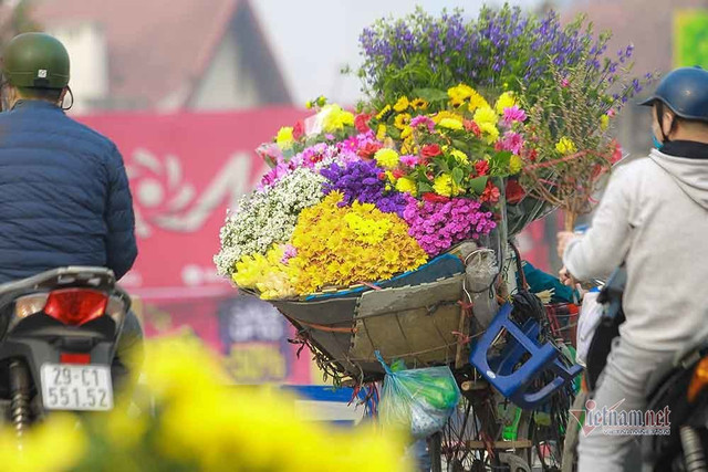 Đào Tết tăng giá hàng ngày - Hình 13 Dao Tet tang gia hang ngay-Hinh-13