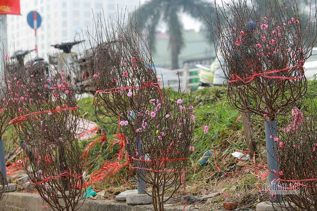 Đào Tết tăng giá hàng ngày - Hình 11 Dao Tet tang gia hang ngay-Hinh-11