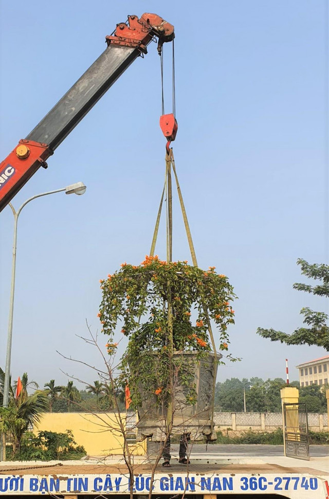 Cây hoa Rạng Đông thân leo bán với giá 50 triệu đồng - Hình 2 Cay hoa Rang Dong than leo ban voi gia 50 trieu dong-Hinh-2