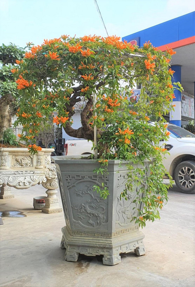 Cây hoa Rạng Đông thân leo bán với giá 50 triệu đồng Cay hoa Rang Dong than leo ban voi gia 50 trieu dong