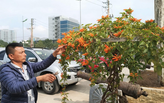 Cây hoa Rạng Đông thân leo bán với giá 50 triệu đồng - Hình 3 Cay hoa Rang Dong than leo ban voi gia 50 trieu dong-Hinh-3