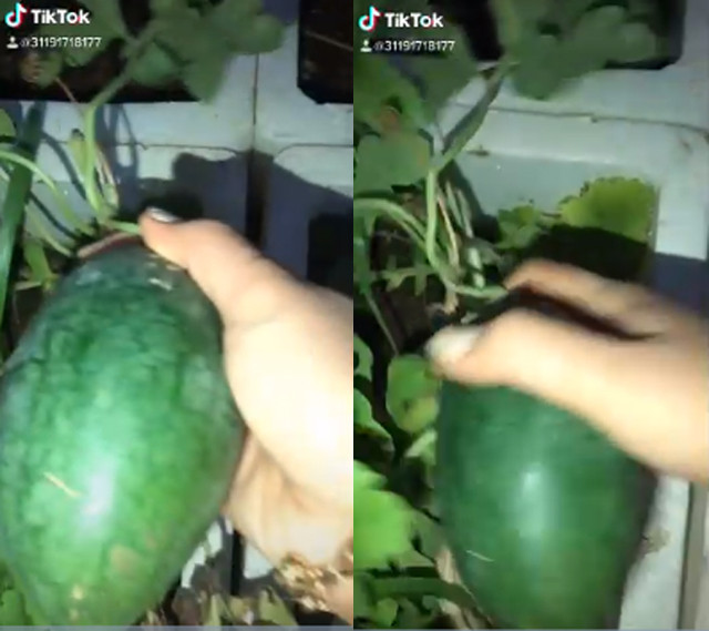 Bổ thử quả dưa hấu tí hon, dân mạng ngỡ ngàng trước kết quả Bo thu qua dua hau ti hon, dan mang ngo ngang truoc ket qua
