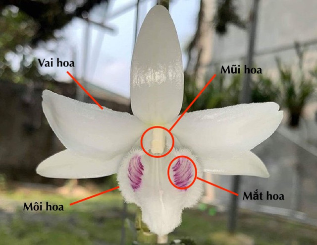 Chuyên gia chỉ ra mánh khóe của những kẻ lừa đảo lan đột biến - Hình 2 Chuyen gia chi ra manh khoe cua nhung ke lua dao lan dot bien-Hinh-2