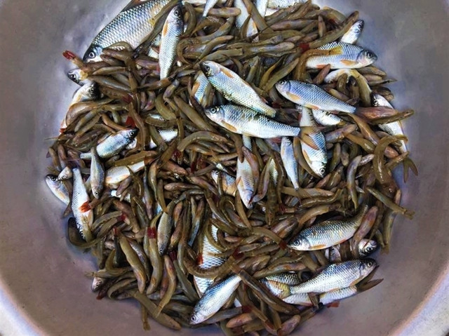 Độc đáo bánh chưng nhân cá suối ở Thanh Hóa - Hình 2 Doc dao banh chung nhan ca suoi o Thanh Hoa-Hinh-2