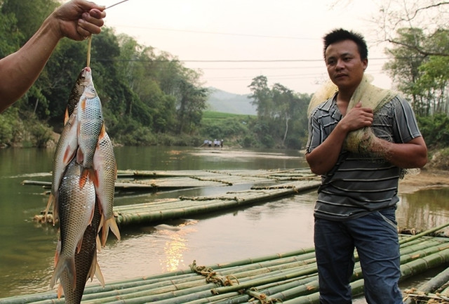 Độc đáo bánh chưng nhân cá suối ở Thanh Hóa - Hình 3 Doc dao banh chung nhan ca suoi o Thanh Hoa-Hinh-3