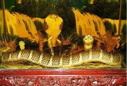 Cuộc chiến huyền thoại với rắn hổ mây khổng lồ - Hình 3 Cuoc chien huyen thoai voi ran ho may khong lo-Hinh-3