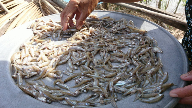 Những đặc sản đồ khô nổi tiếng miền Tây ngon khó cưỡng - Hình 9 Nhung dac san do kho noi tieng mien Tay ngon kho cuong-Hinh-9