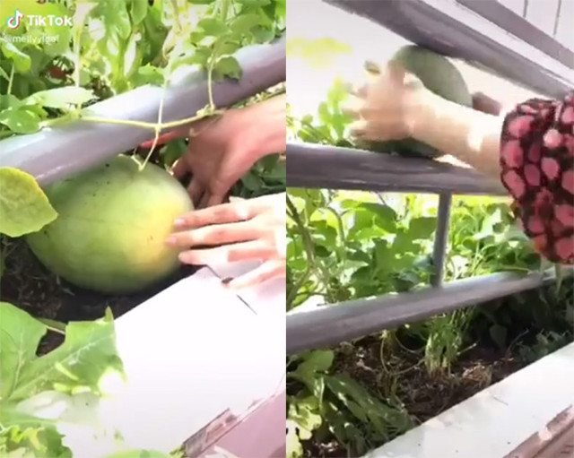 Khoe dưa hấu tự trồng rồi mang bổ thử, ngỡ ngàng trước cái kết Khoe dua hau tu trong roi mang bo thu, ngo ngang truoc cai ket
