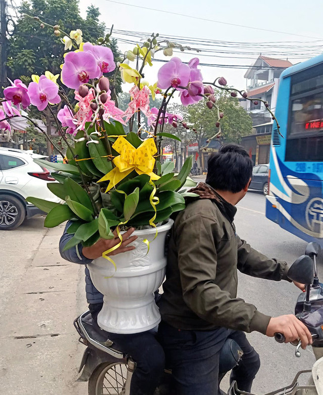 Thợ phun sơn cặm cụi ghép chậu lan hồ điệp kiếm 18 triệu lo Tết - Hình 2 Tho phun son cam cui ghep chau lan ho diep kiem 18 trieu lo Tet-Hinh-2