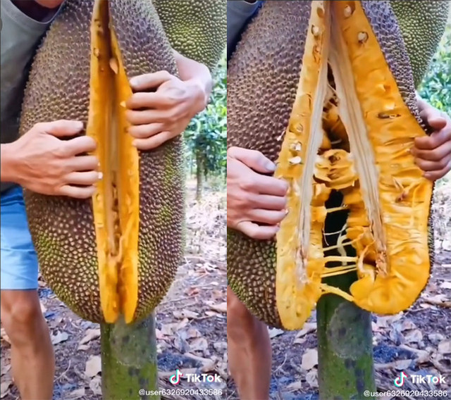 Xẻ quả mít siêu khủng, chàng trai khiến CĐM trầm trồ vì thứ bên trong - Hình 2 Xe qua mit sieu khung, chang trai khien CDM tram tro vi thu ben trong-Hinh-2