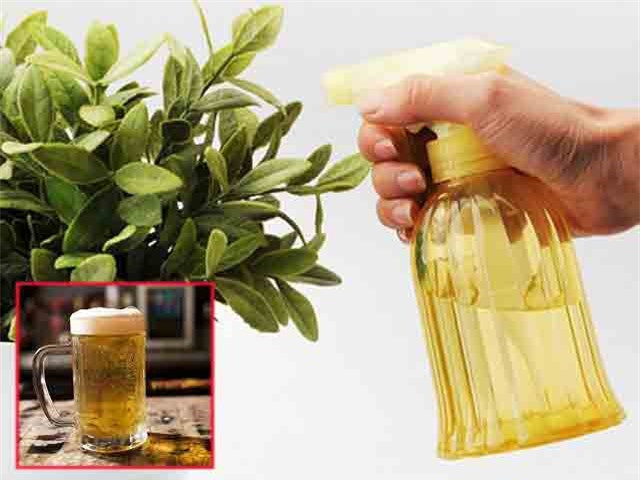 Đổ bia vào cây trầu bà, 1 tuần sau cây lên xanh mướt - Hình 2 Do bia vao cay trau ba, 1 tuan sau cay len xanh muot-Hinh-2