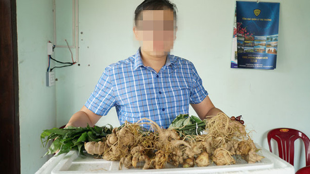 Tam thất, điền trúc thành sâm Ngọc Linh Tam that, dien truc thanh sam Ngoc Linh