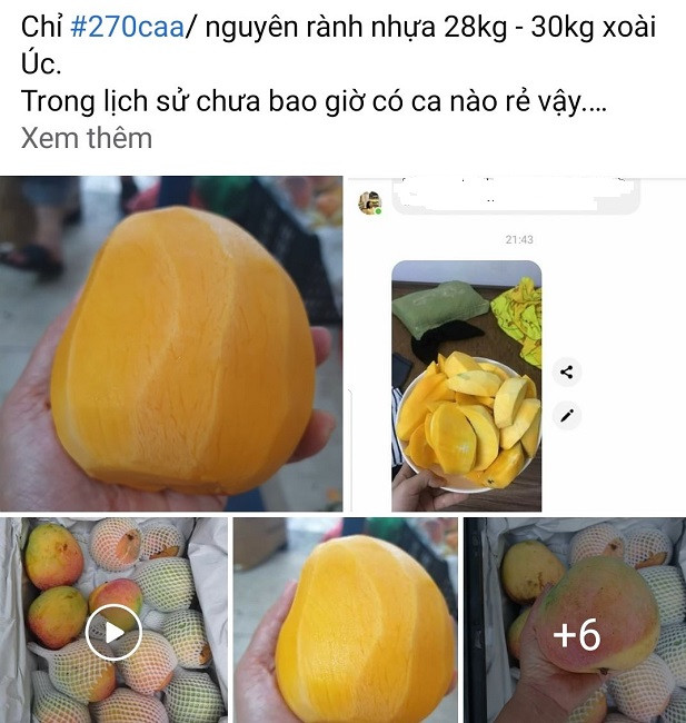 Xoài rớt giá thê thảm, nông dân bất lực chờ thương lái đến mua - Hình 4 Xoai rot gia the tham, nong dan bat luc cho thuong lai den mua-Hinh-4