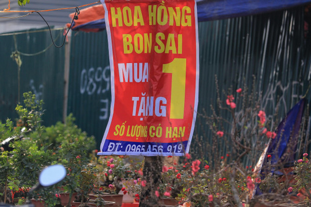 Quất, đào sale sập sàn vẫn vắng bóng người mua - Hình 10 Quat, dao sale sap san van vang bong nguoi mua-Hinh-10