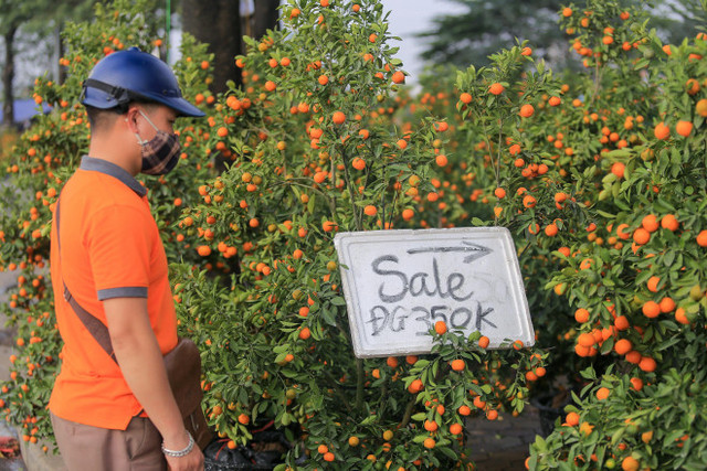Quất, đào sale sập sàn vẫn vắng bóng người mua - Hình 5 Quat, dao sale sap san van vang bong nguoi mua-Hinh-5