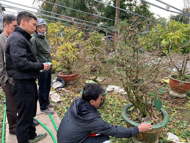 Nông dân điều khiển vườn mai Yên Tử ra hoa dịp Tết thu tỷ đồng - Hình 5 Nong dan dieu khien vuon mai Yen Tu ra hoa dip Tet thu ty dong-Hinh-5