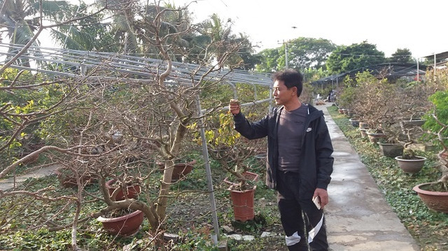 Nông dân điều khiển vườn mai Yên Tử ra hoa dịp Tết thu tỷ đồng Nong dan dieu khien vuon mai Yen Tu ra hoa dip Tet thu ty dong