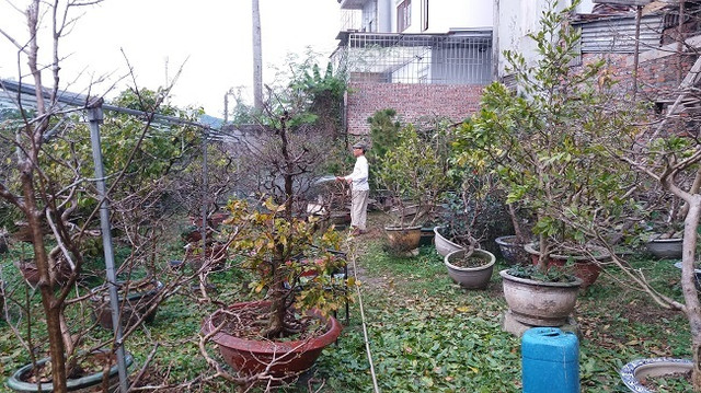 Nông dân điều khiển vườn mai Yên Tử ra hoa dịp Tết thu tỷ đồng - Hình 3 Nong dan dieu khien vuon mai Yen Tu ra hoa dip Tet thu ty dong-Hinh-3
