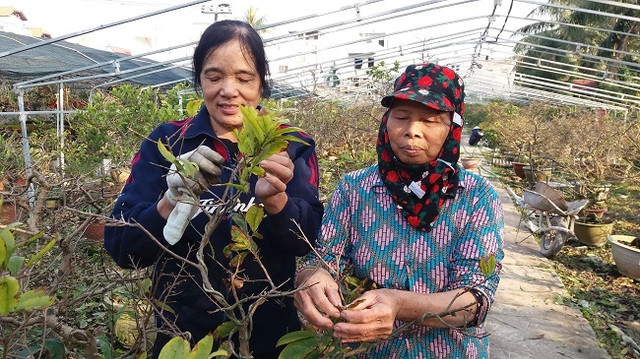 Nông dân điều khiển vườn mai Yên Tử ra hoa dịp Tết thu tỷ đồng - Hình 2 Nong dan dieu khien vuon mai Yen Tu ra hoa dip Tet thu ty dong-Hinh-2