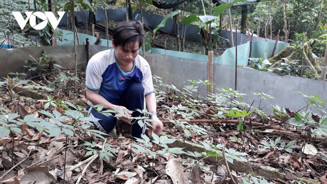 Sâm Ngọc Linh đã tạo nên "làng tỷ phú" giữa đại ngàn Sam Ngoc Linh da tao nen