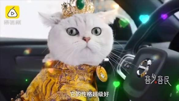 Chú mèo cưng giúp chủ kiếm hàng chục triệu mỗi tháng Chu meo cung giup chu kiem hang chuc trieu moi thang
