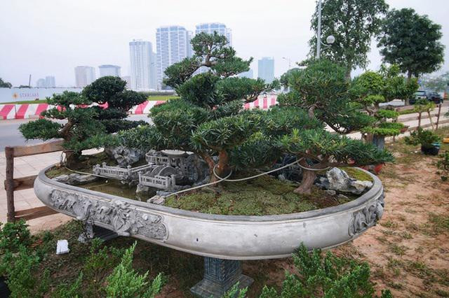 Chiêm ngưỡng đồi tùng La Hán độc nhất vô nhị Chiem nguong doi tung La Han doc nhat vo nhi