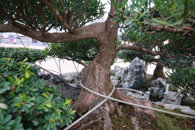 Chiêm ngưỡng đồi tùng La Hán độc nhất vô nhị - Hình 5 Chiem nguong doi tung La Han doc nhat vo nhi-Hinh-5