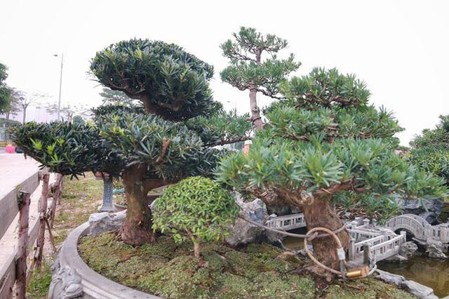 Chiêm ngưỡng đồi tùng La Hán độc nhất vô nhị - Hình 3 Chiem nguong doi tung La Han doc nhat vo nhi-Hinh-3