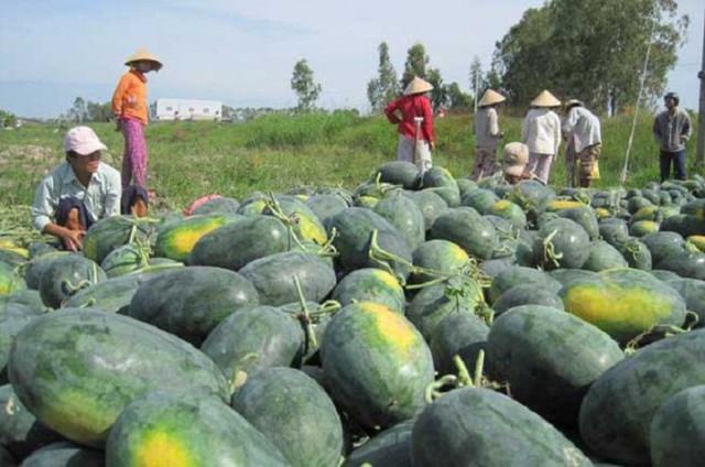 Thấy dưa hấu có đặc điểm này thì xuống tiền mua ngay đảm bảo ngon - Hình 5 Thay dua hau co dac diem nay thi xuong tien mua ngay dam bao ngon-Hinh-5
