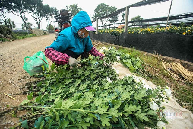 Làng hoa Hà Nội đang ngồi trên đống lửa vì dịch COVID-19 Lang hoa Ha Noi dang ngoi tren dong lua vi dich COVID-19