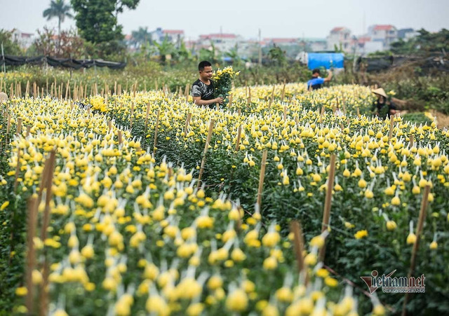 Làng hoa Hà Nội đang ngồi trên đống lửa vì dịch COVID-19 - Hình 4 Lang hoa Ha Noi dang ngoi tren dong lua vi dich COVID-19-Hinh-4