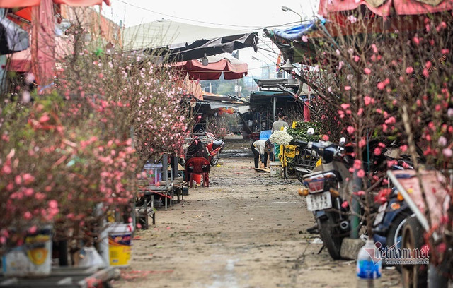 Làng hoa Hà Nội đang ngồi trên đống lửa vì dịch COVID-19 - Hình 12 Lang hoa Ha Noi dang ngoi tren dong lua vi dich COVID-19-Hinh-12