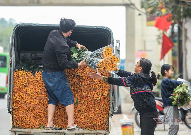 Làng hoa Hà Nội đang ngồi trên đống lửa vì dịch COVID-19 - Hình 9 Lang hoa Ha Noi dang ngoi tren dong lua vi dich COVID-19-Hinh-9