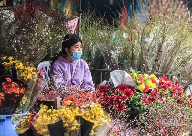 Làng hoa Hà Nội đang ngồi trên đống lửa vì dịch COVID-19 - Hình 15 Lang hoa Ha Noi dang ngoi tren dong lua vi dich COVID-19-Hinh-15