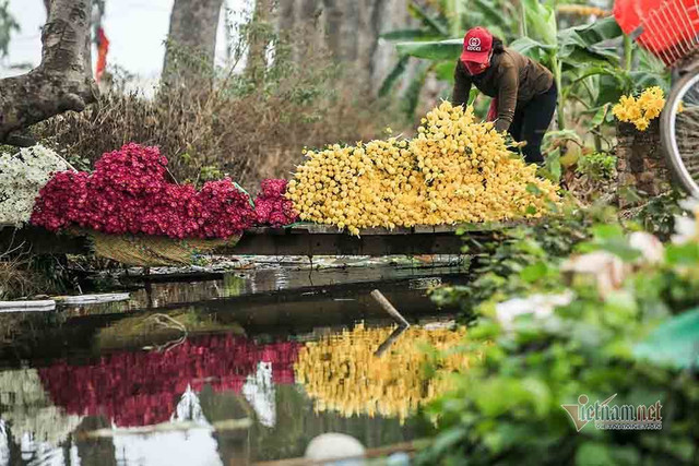 Làng hoa Hà Nội đang ngồi trên đống lửa vì dịch COVID-19 - Hình 2 Lang hoa Ha Noi dang ngoi tren dong lua vi dich COVID-19-Hinh-2