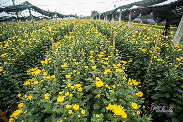 Làng hoa Hà Nội đang ngồi trên đống lửa vì dịch COVID-19 - Hình 3 Lang hoa Ha Noi dang ngoi tren dong lua vi dich COVID-19-Hinh-3