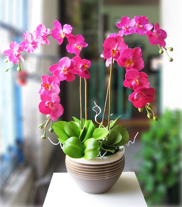 Gia chủ nên đặt 5 loại cây cảnh này trong nhà để chiêu tài lộc - Hình 5 Gia chu nen dat 5 loai cay canh nay trong nha de chieu tai loc-Hinh-5