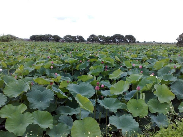 Lá sen bỏ đầy đầm nay được phơi làm trà, giá 90 ngàn đồng/kg La sen bo day dam nay duoc phoi lam tra, gia 90 ngan dong/kg