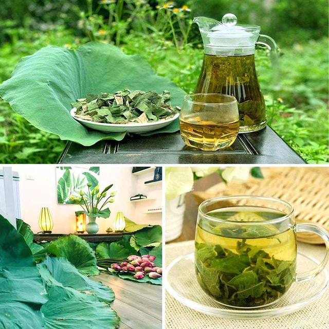 Lá sen bỏ đầy đầm nay được phơi làm trà, giá 90 ngàn đồng/kg - Hình 6 La sen bo day dam nay duoc phoi lam tra, gia 90 ngan dong/kg-Hinh-6